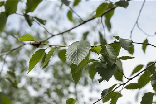 Grauerle - Alnus incana