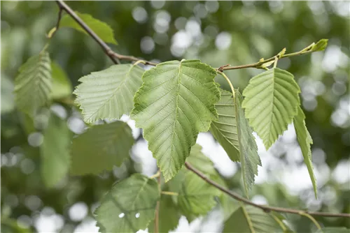 Grauerle - Alnus incana