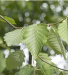 Grauerle - Alnus incana