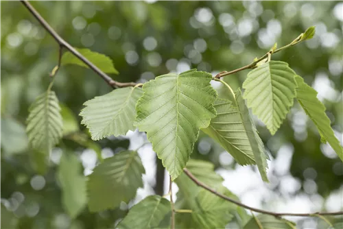 Grauerle - Alnus incana