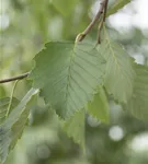 Grauerle - Alnus incana