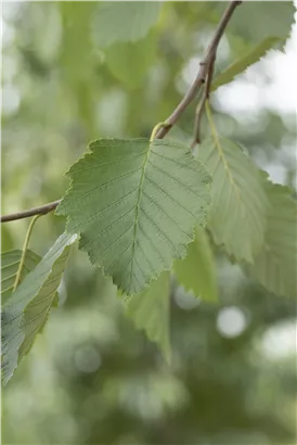 Grauerle - Alnus incana