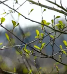 Grauerle - Alnus incana