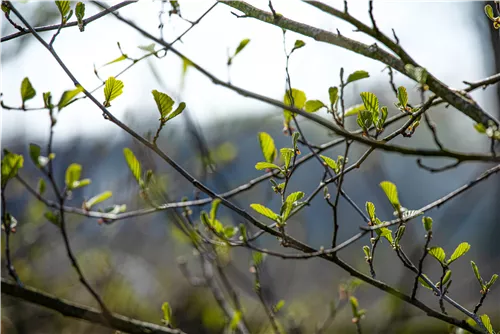 Grauerle - Alnus incana