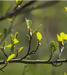 Grauerle - Alnus incana