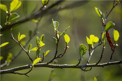 Grauerle - Alnus incana