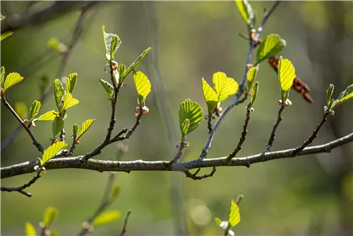 Grauerle - Alnus incana