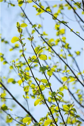 Grauerle - Alnus incana