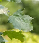 Elsbeere - Sorbus torminalis