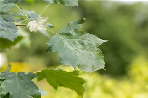 Elsbeere - Sorbus torminalis