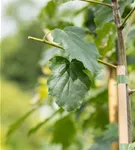 Elsbeere - Sorbus torminalis