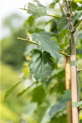 Elsbeere - Sorbus torminalis