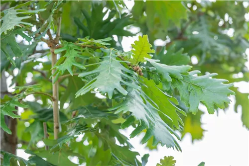 Ungarische Eiche - Quercus frainetto