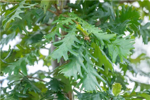 Ungarische Eiche - Quercus frainetto