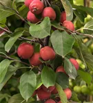 Zierapfel 'Red Jade' - Malus 'Red Jade' CAC