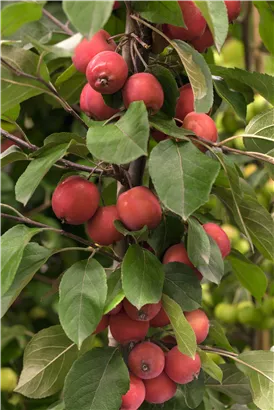 Zierapfel 'Red Jade' - Malus 'Red Jade' CAC