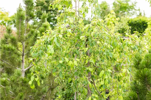 Zierapfel 'Red Jade' - Malus 'Red Jade' CAC