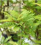 Vielfiedrige Eberesche - Sorbus vilmorinii