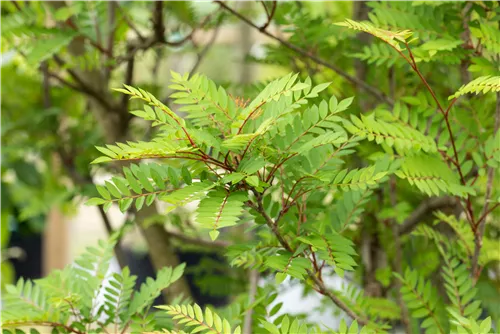 Vielfiedrige Eberesche - Sorbus vilmorinii