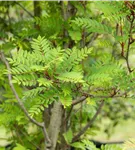 Vielfiedrige Eberesche - Sorbus vilmorinii