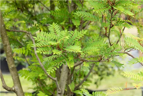 Vielfiedrige Eberesche - Sorbus vilmorinii