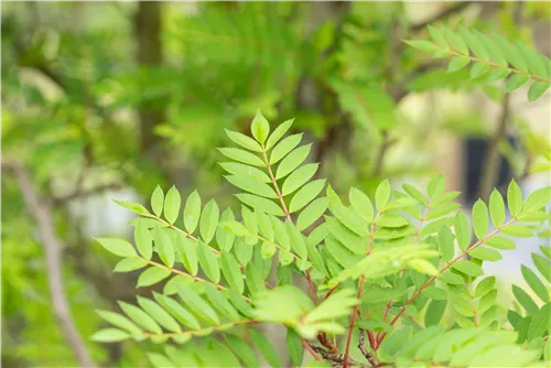 Vielfiedrige Eberesche - Sorbus vilmorinii