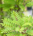 Vielfiedrige Eberesche - Sorbus vilmorinii