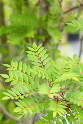 Vielfiedrige Eberesche - Sorbus vilmorinii