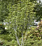 Amerikanischer Streifenahorn - Acer pensylvanicum