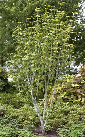 Acer pensylvanicum