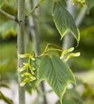 Amerikanischer Streifenahorn - Acer pensylvanicum