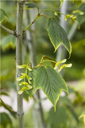 Amerikanischer Streifenahorn - Acer pensylvanicum