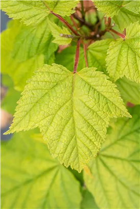 Amerikanischer Streifenahorn - Acer pensylvanicum