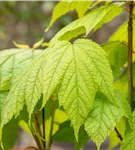 Amerikanischer Streifenahorn - Acer pensylvanicum