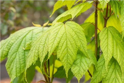 Amerikanischer Streifenahorn - Acer pensylvanicum