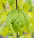 Amerikanischer Streifenahorn - Acer pensylvanicum