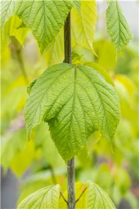 Amerikanischer Streifenahorn - Acer pensylvanicum