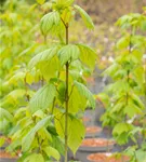 Amerikanischer Streifenahorn - Acer pensylvanicum