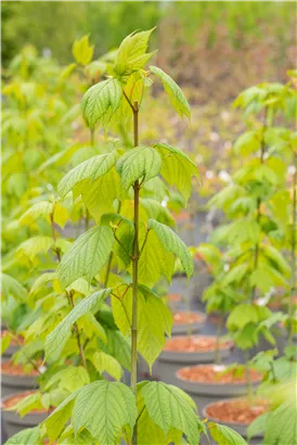 Amerikanischer Streifenahorn - Acer pensylvanicum