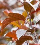 Zierapfel 'Scarlett' - Malus 'Scarlett'