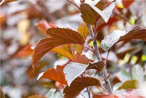 Zierapfel 'Scarlett' - Malus 'Scarlett'