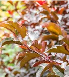 Zierapfel 'Scarlett' - Malus 'Scarlett'