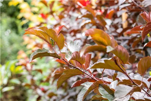 Zierapfel 'Scarlett' - Malus 'Scarlett'