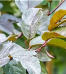 Zierapfel 'Scarlett' - Malus 'Scarlett'