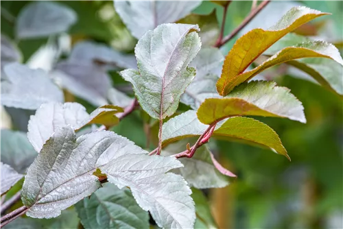 Zierapfel 'Scarlett' - Malus 'Scarlett'