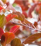 Zierapfel 'Scarlett' - Malus 'Scarlett'