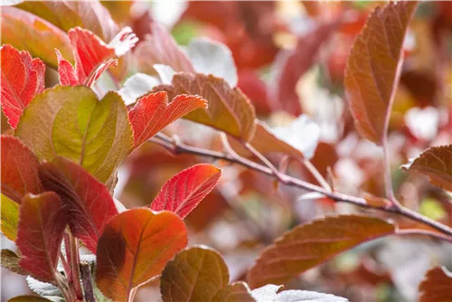 Zierapfel 'Scarlett' - Malus 'Scarlett'