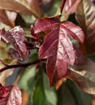 Zierapfel 'Scarlett' - Malus 'Scarlett'