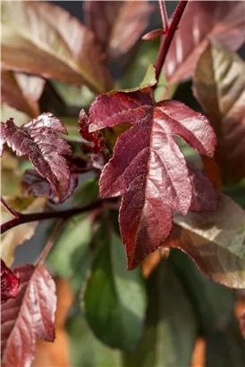 Zierapfel 'Scarlett' - Malus 'Scarlett'