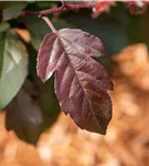 Zierapfel 'Scarlett' - Malus 'Scarlett'